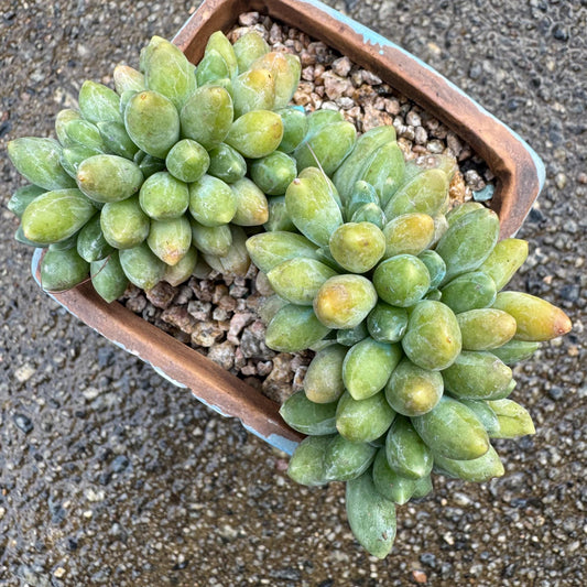Pachythytum" compactum crest " cluster, 3.4 inches,  live plant,gift