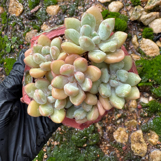 Pachyphytum 'BUBBLE GUM' small cluster,  2.9inches , Imported Rare Succulent, Bare Root