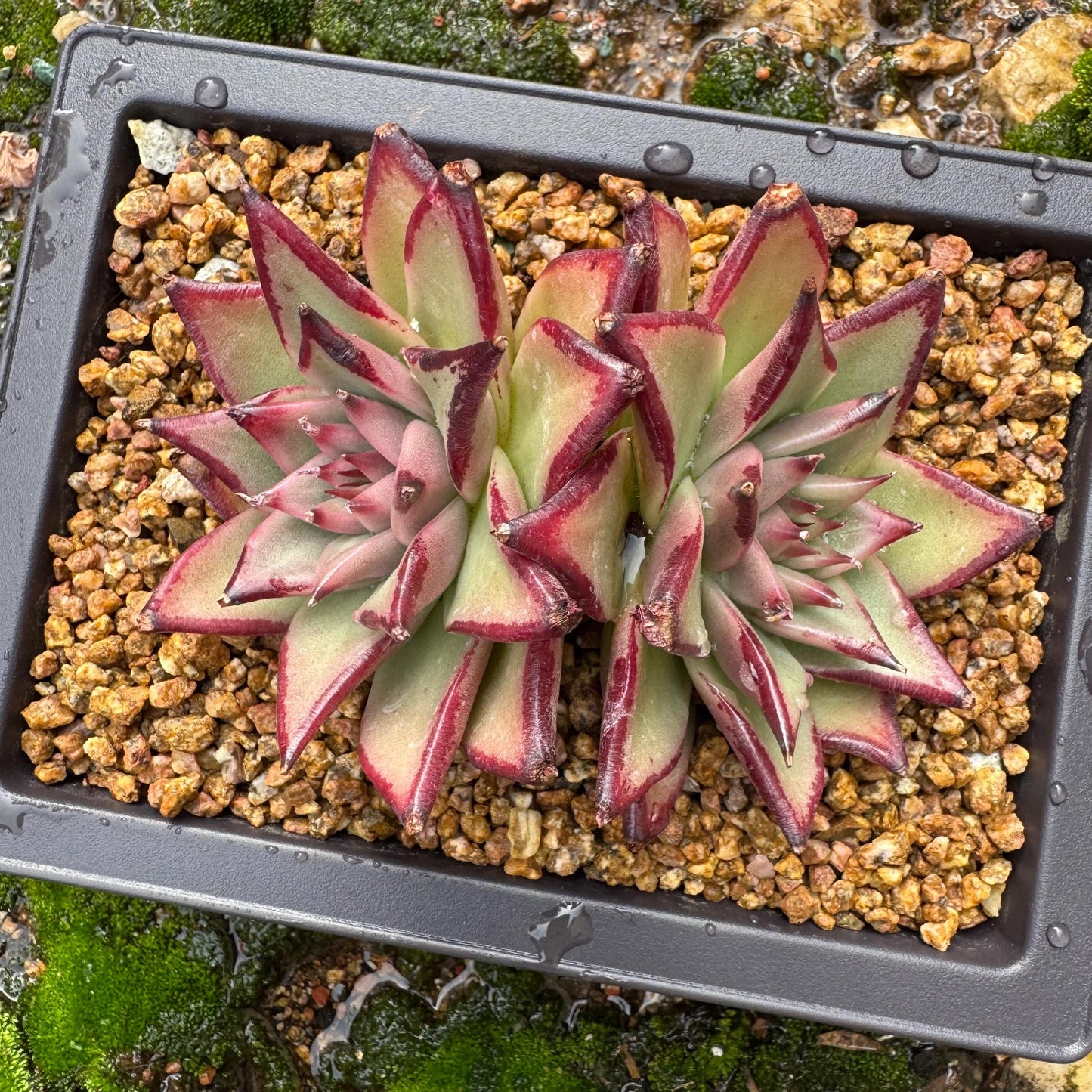 Echeveri agavoides 'Ebony',  4inches, 2 heads, nice color , Bare Root, Imported Rare Succulent