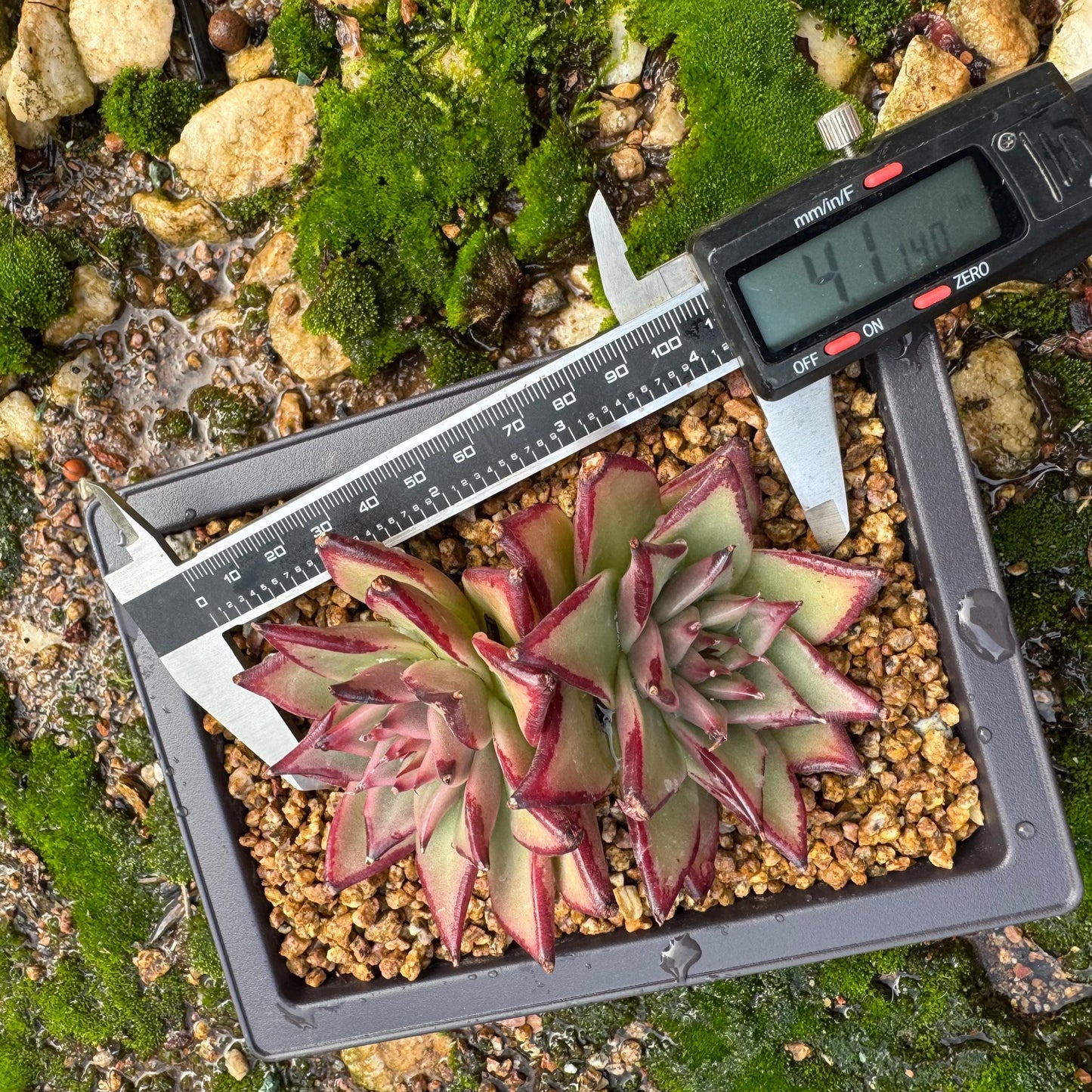 Echeveri agavoides 'Ebony',  4inches, 2 heads, nice color , Bare Root, Imported Rare Succulent