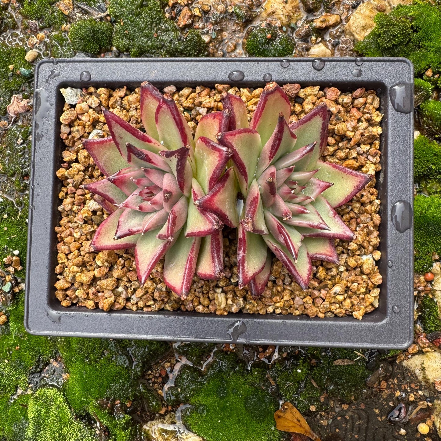 Echeveri agavoides 'Ebony',  4inches, 2 heads, nice color , Bare Root, Imported Rare Succulent