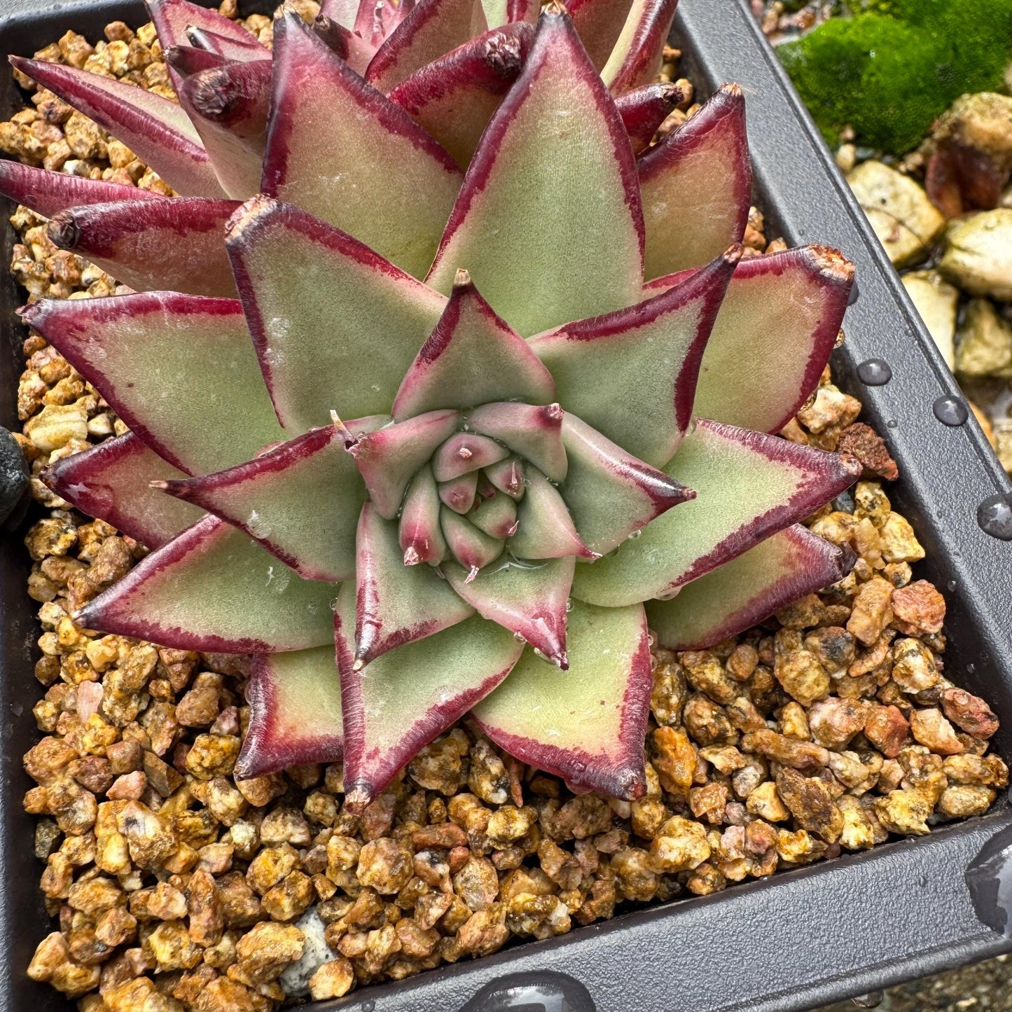 Echeveri agavoides 'Ebony',  4inches, 2 heads, nice color , Bare Root, Imported Rare Succulent