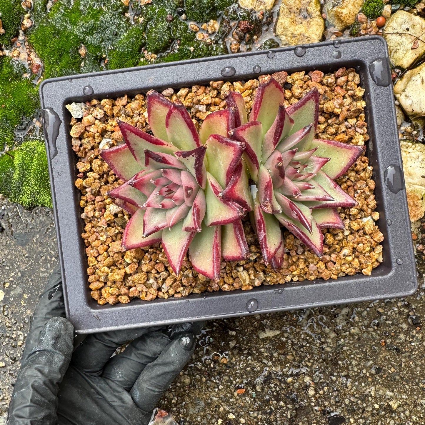 Echeveri agavoides 'Ebony',  4inches, 2 heads, nice color , Bare Root, Imported Rare Succulent