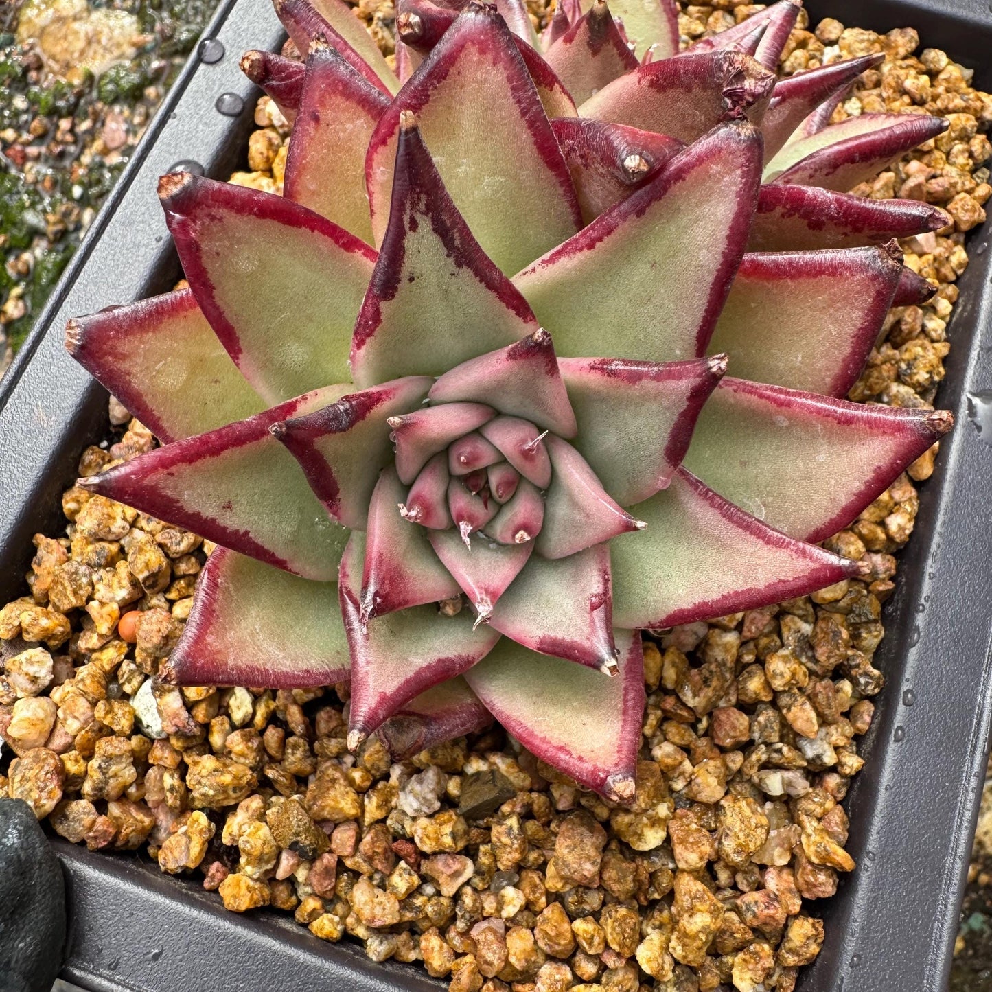 Echeveri agavoides 'Ebony',  4inches, 2 heads, nice color , Bare Root, Imported Rare Succulent