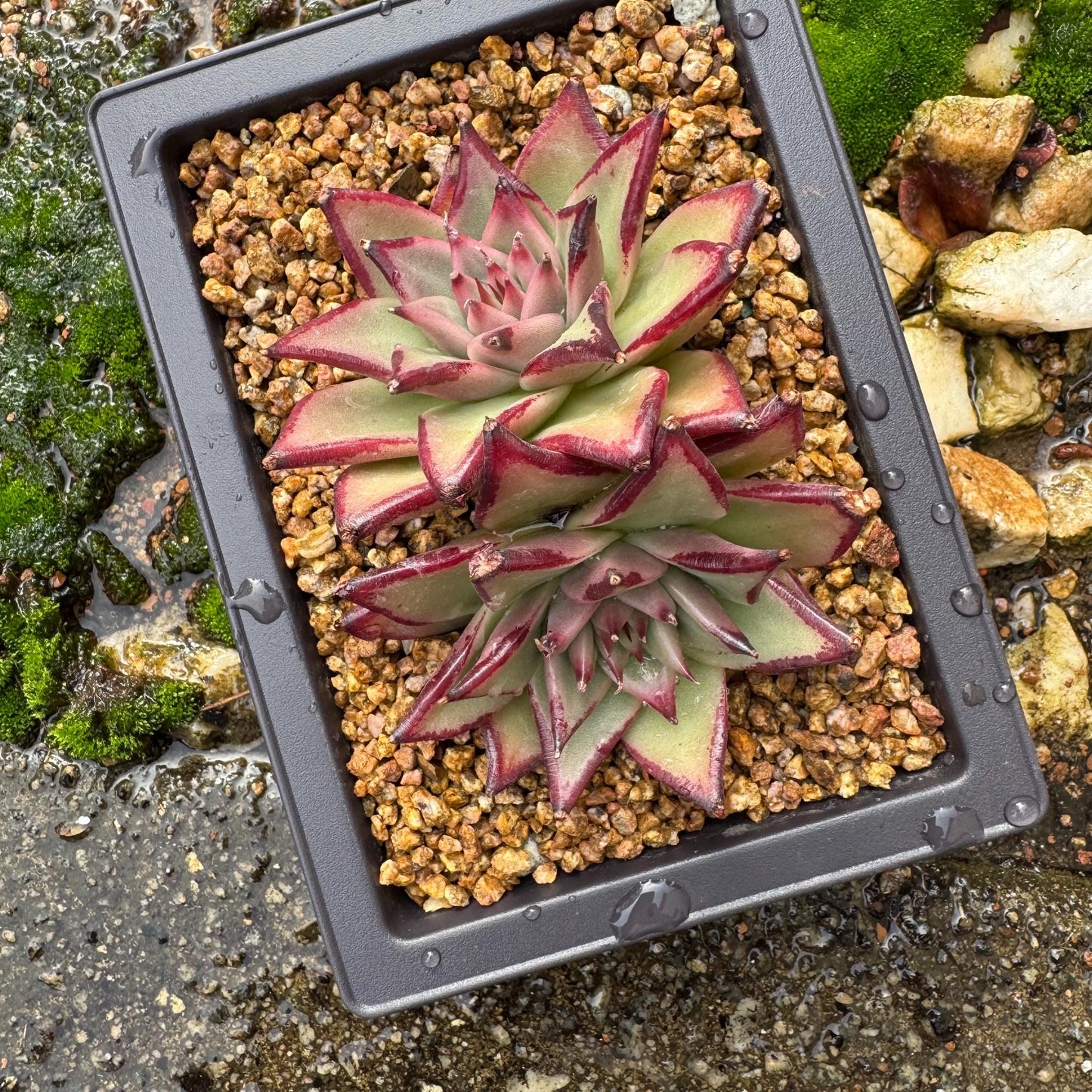 Echeveri agavoides 'Ebony',  4inches, 2 heads, nice color , Bare Root, Imported Rare Succulent