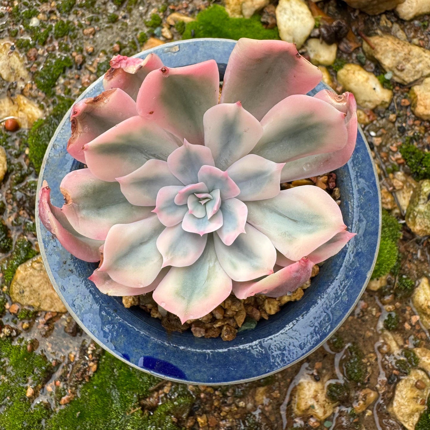 Echeveria 'Imbricata Variegated', single head, nice color, 2.3inches , Imported Rare Succulent, live plant, gift