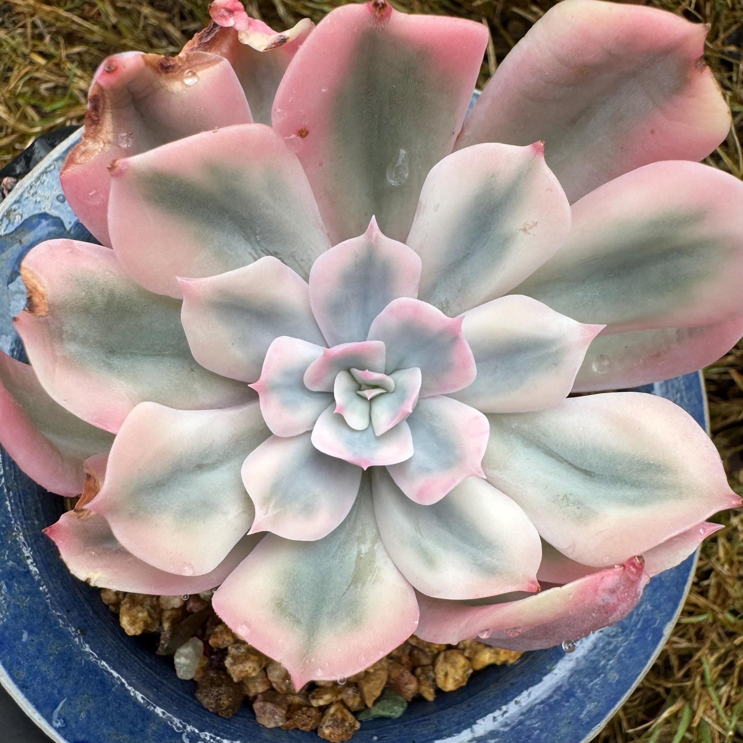 Echeveria 'Imbricata Variegated', single head, nice color, 2.3inches , Imported Rare Succulent, live plant, gift