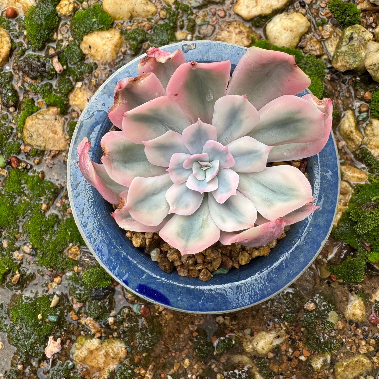 Echeveria 'Imbricata Variegated', single head, nice color, 2.3inches , Imported Rare Succulent, live plant, gift