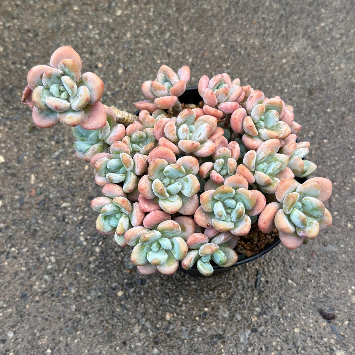 Graptosedum 'Red miul ', big  cluster, 6 inches,  bare Root, nice color, Imported Rare Succulent