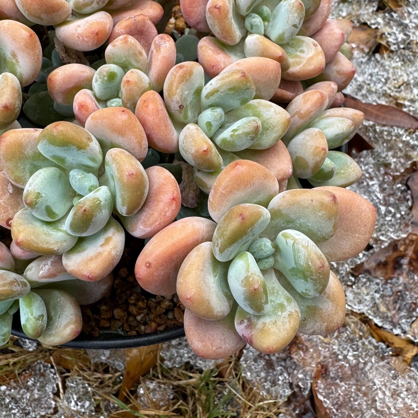 Graptosedum 'Red miul ', big  cluster, 6 inches,  bare Root, nice color, Imported Rare Succulent