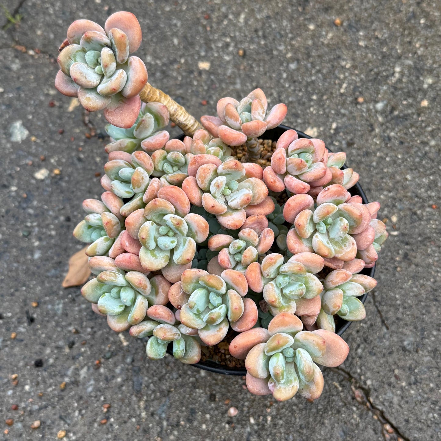 Graptosedum 'Red miul ', big  cluster, 6 inches,  bare Root, nice color, Imported Rare Succulent