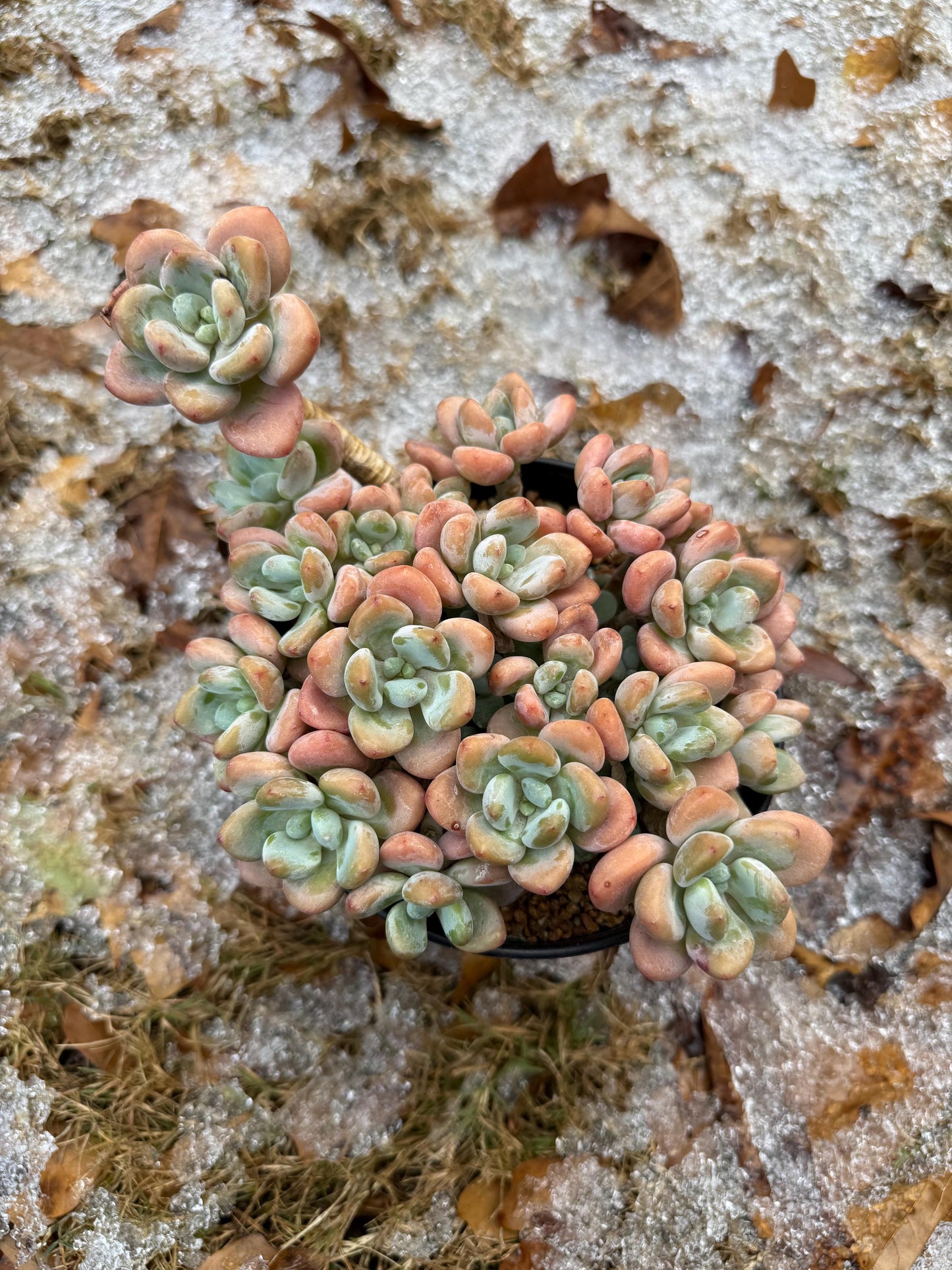 Graptosedum 'Red miul ', big  cluster, 6 inches,  bare Root, nice color, Imported Rare Succulent