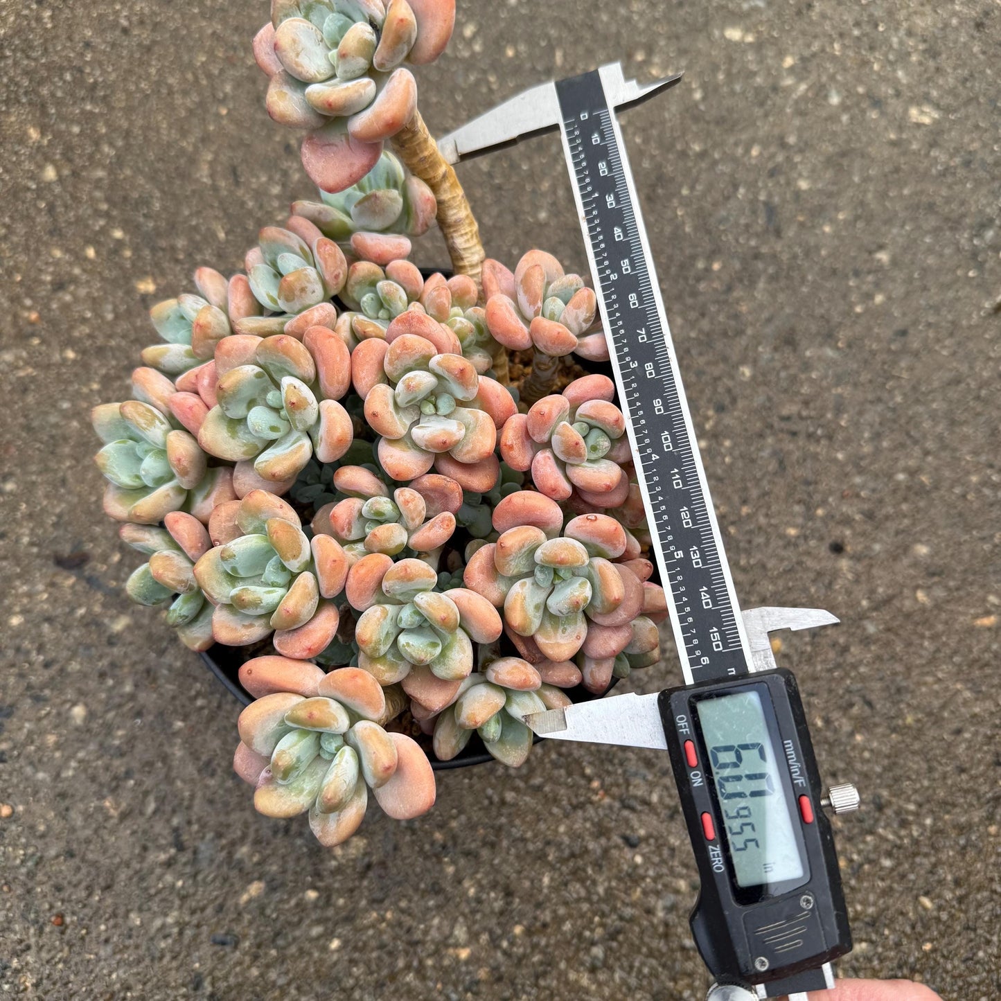 Graptosedum 'Red miul ', big  cluster, 6 inches,  bare Root, nice color, Imported Rare Succulent