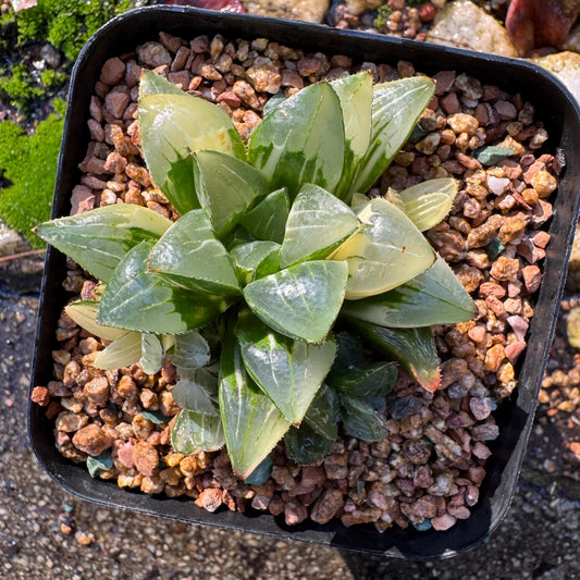 Haworthia' Heidelbergensis Variegated' cluster, 2.6inches, really nice ,  live plant, Imported Rare Succulent , gift