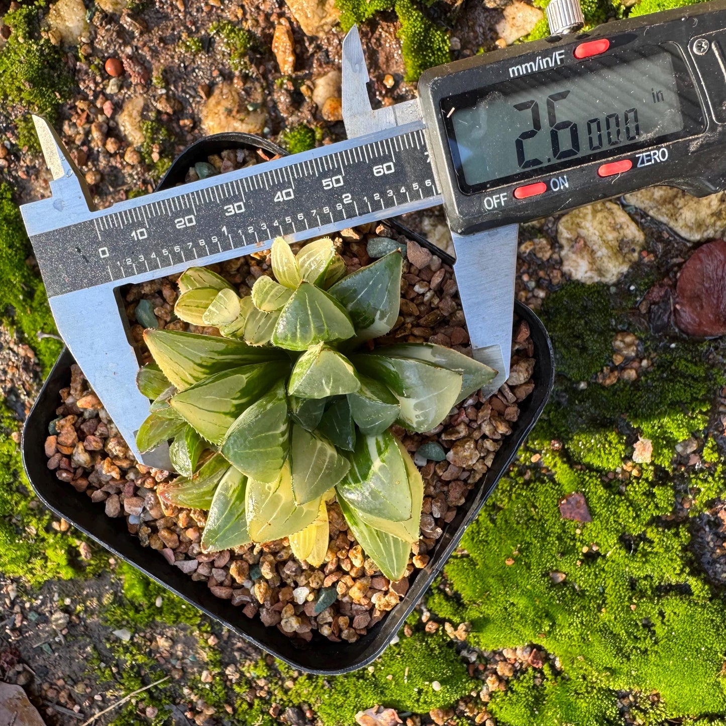 Haworthia' Heidelbergensis Variegated' cluster, 2.6inches, really nice ,  live plant, Imported Rare Succulent , gift