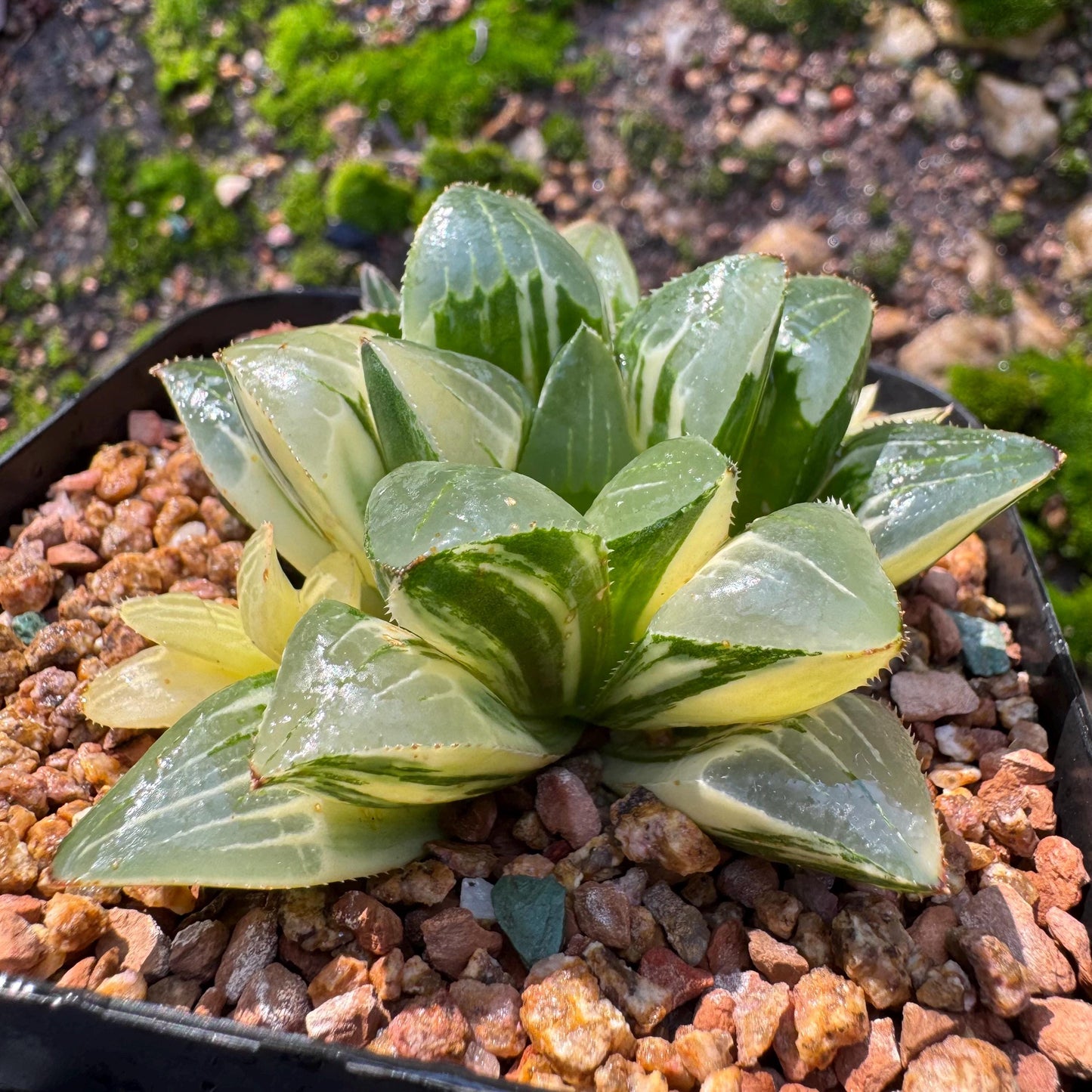 Haworthia' Heidelbergensis Variegated' cluster, 2.6inches, really nice ,  live plant, Imported Rare Succulent , gift