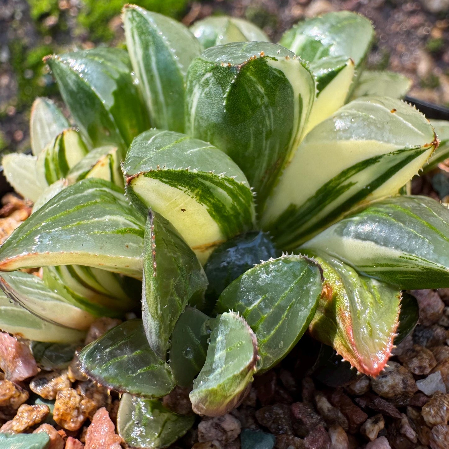 Haworthia' Heidelbergensis Variegated' cluster, 2.6inches, really nice ,  live plant, Imported Rare Succulent , gift