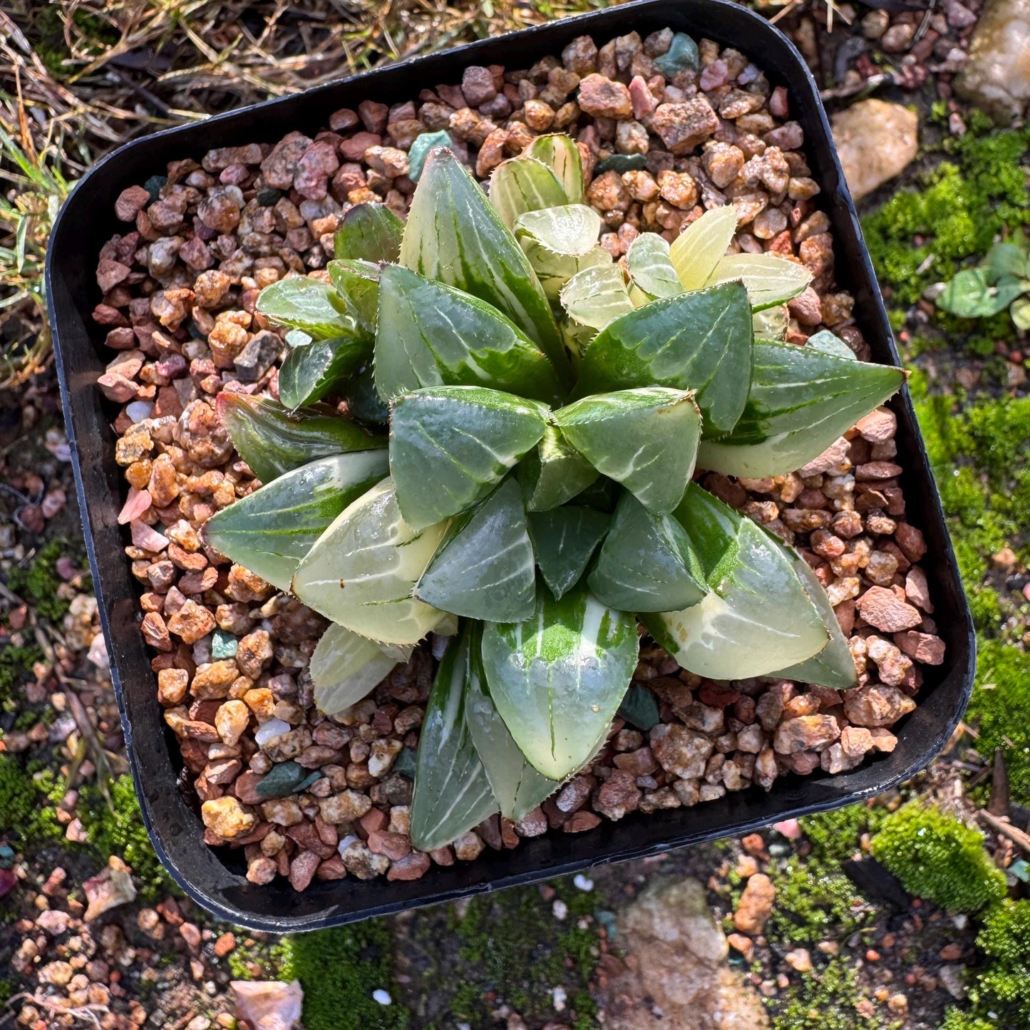 Haworthia' Heidelbergensis Variegated' cluster, 2.6inches, really nice ,  live plant, Imported Rare Succulent , gift