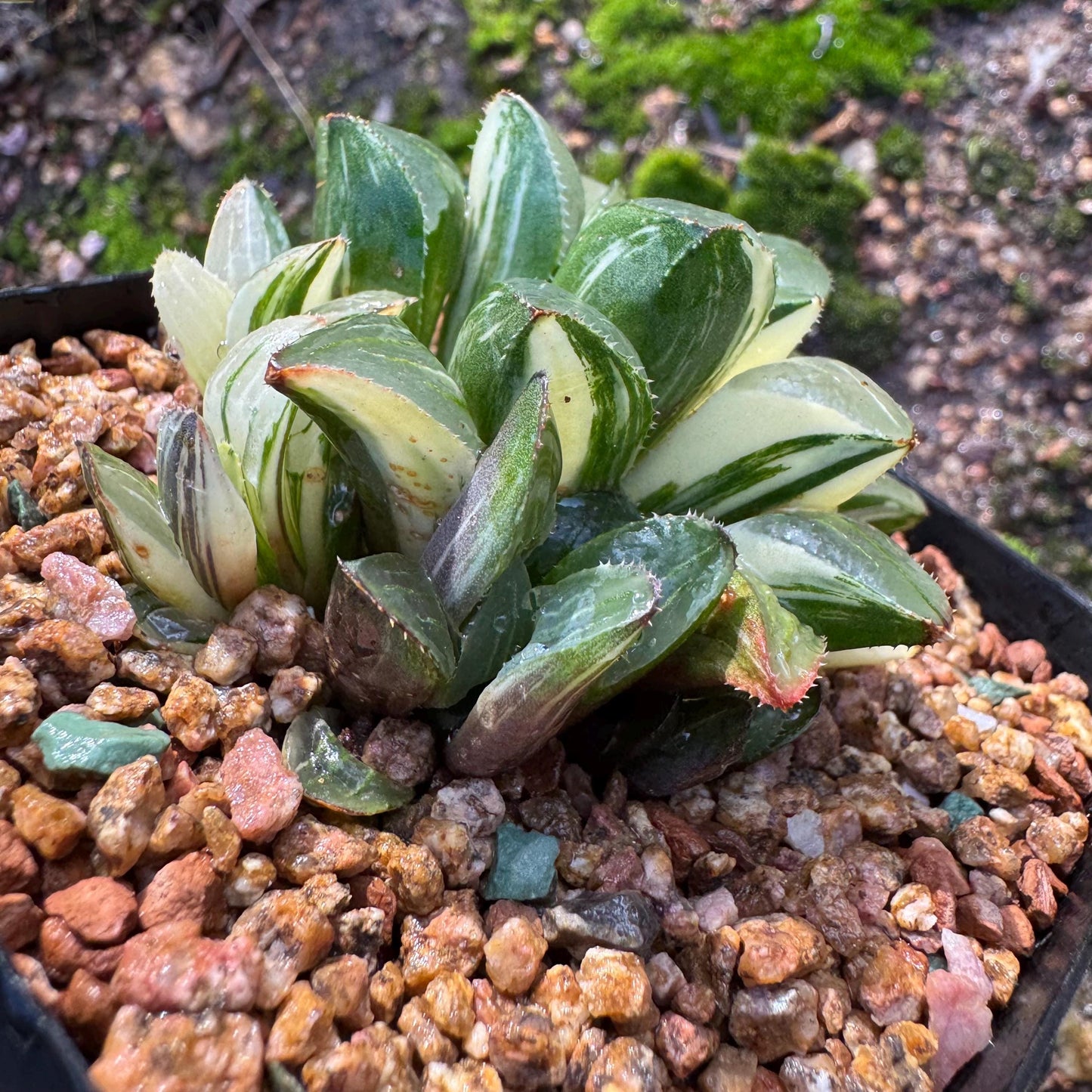 Haworthia' Heidelbergensis Variegated' cluster, 2.6inches, really nice ,  live plant, Imported Rare Succulent , gift