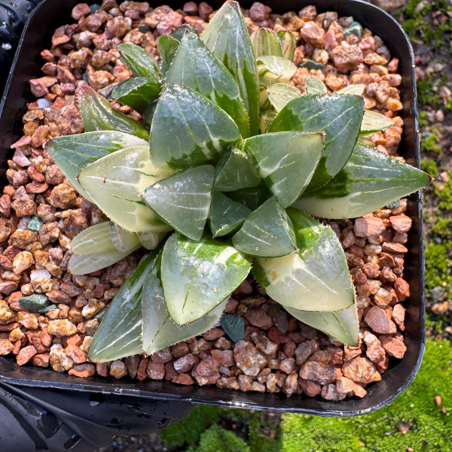 Haworthia' Heidelbergensis Variegated' cluster, 2.6inches, really nice ,  live plant, Imported Rare Succulent , gift