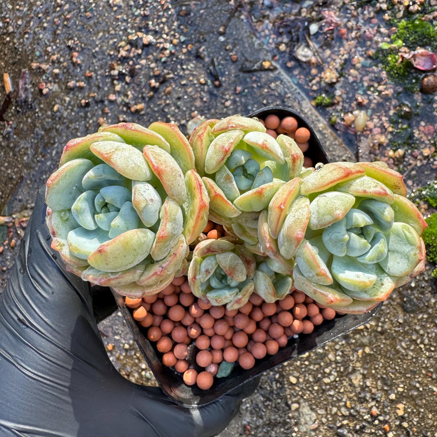 Sedeveria 'Pudgye' cluster , Live plant, 3inches, Bare Root, Imported Rare Succulent