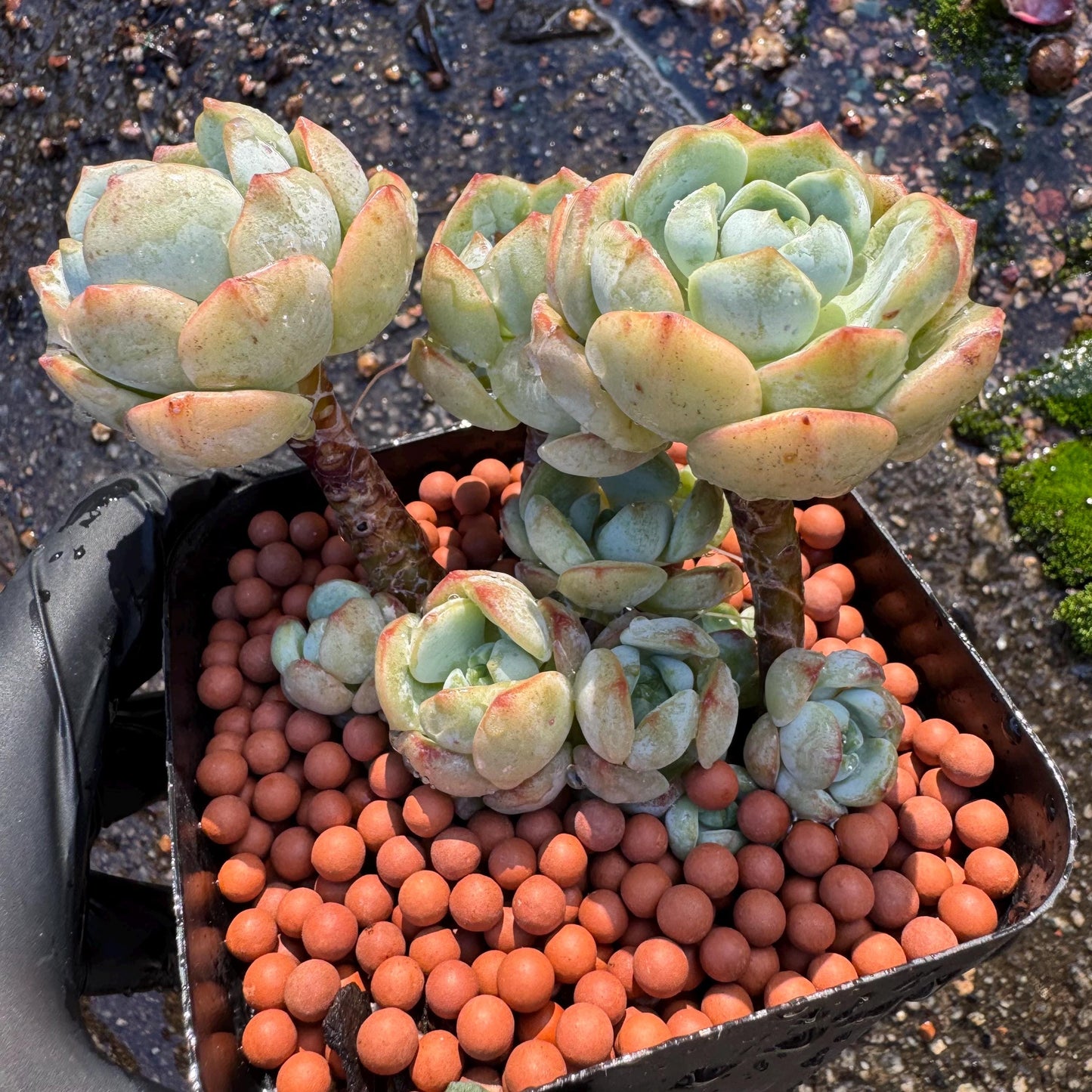 Sedeveria 'Pudgye' cluster , Live plant, 3inches, Bare Root, Imported Rare Succulent