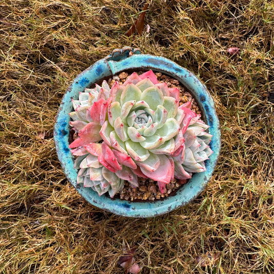 Echeveria 'Angelica sp. ' cluster, 3.9inches , succulent plant, Bare Root, Imported Rare Succulent, live plant