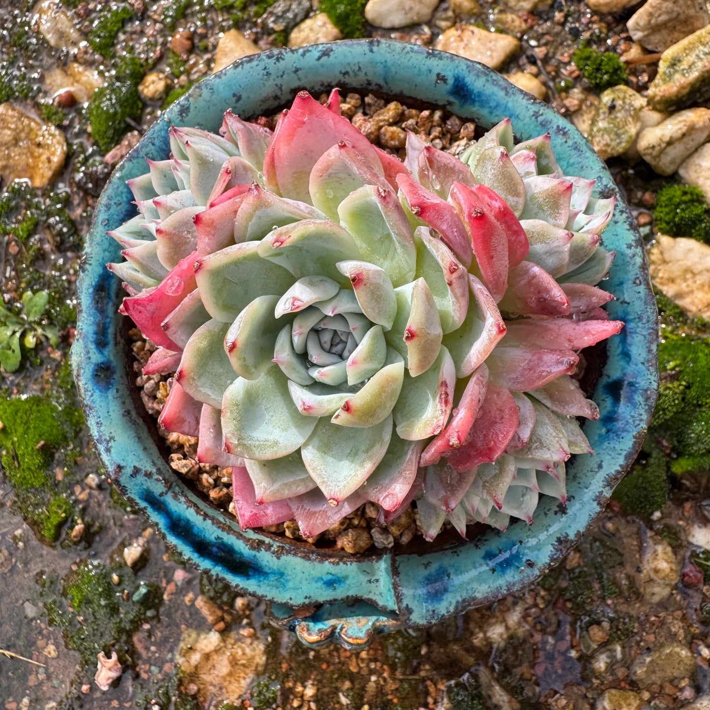 Echeveria 'Angelica sp. ' cluster, 3.9inches , succulent plant, Bare Root, Imported Rare Succulent, live plant