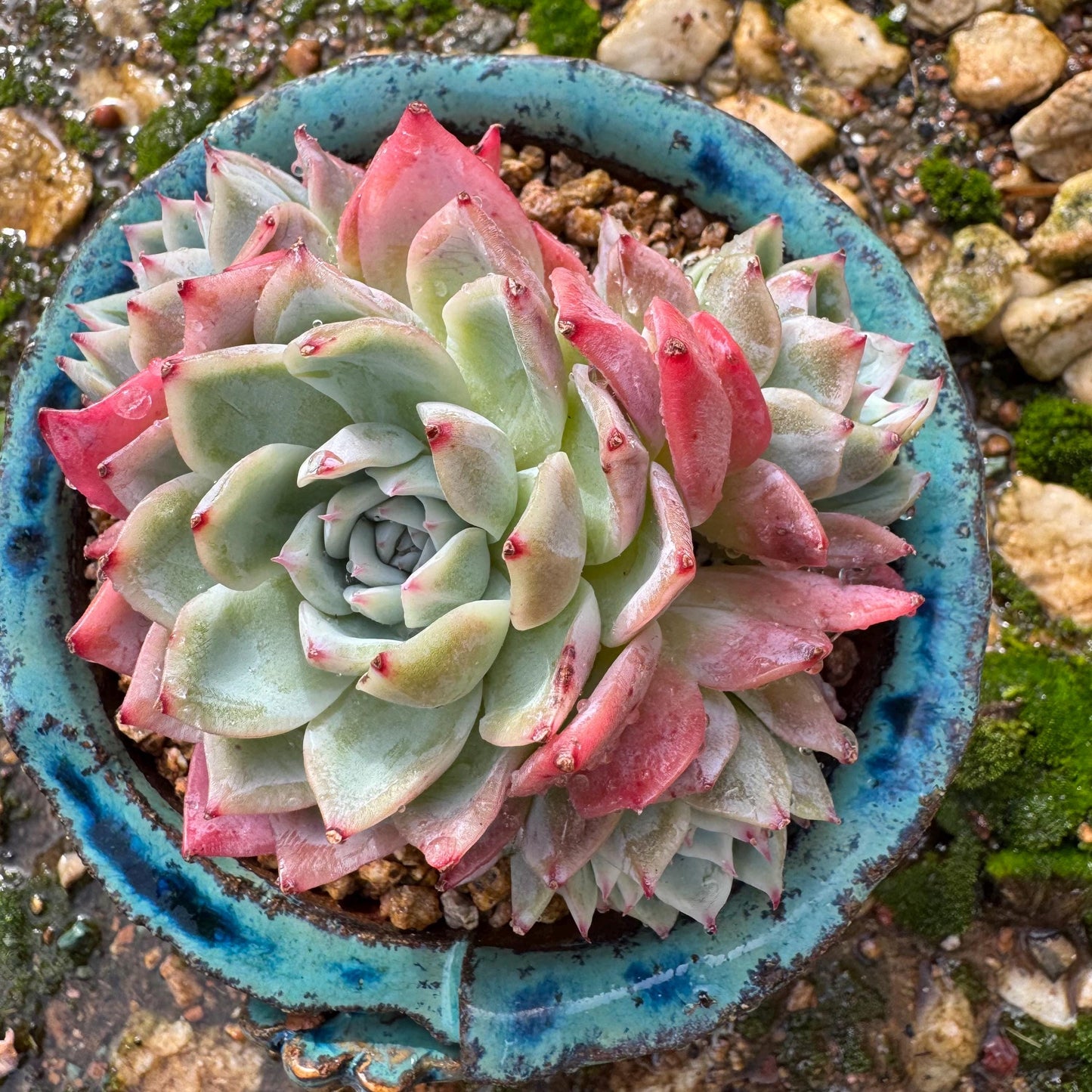 Echeveria 'Angelica sp. ' cluster, 3.9inches , succulent plant, Bare Root, Imported Rare Succulent, live plant