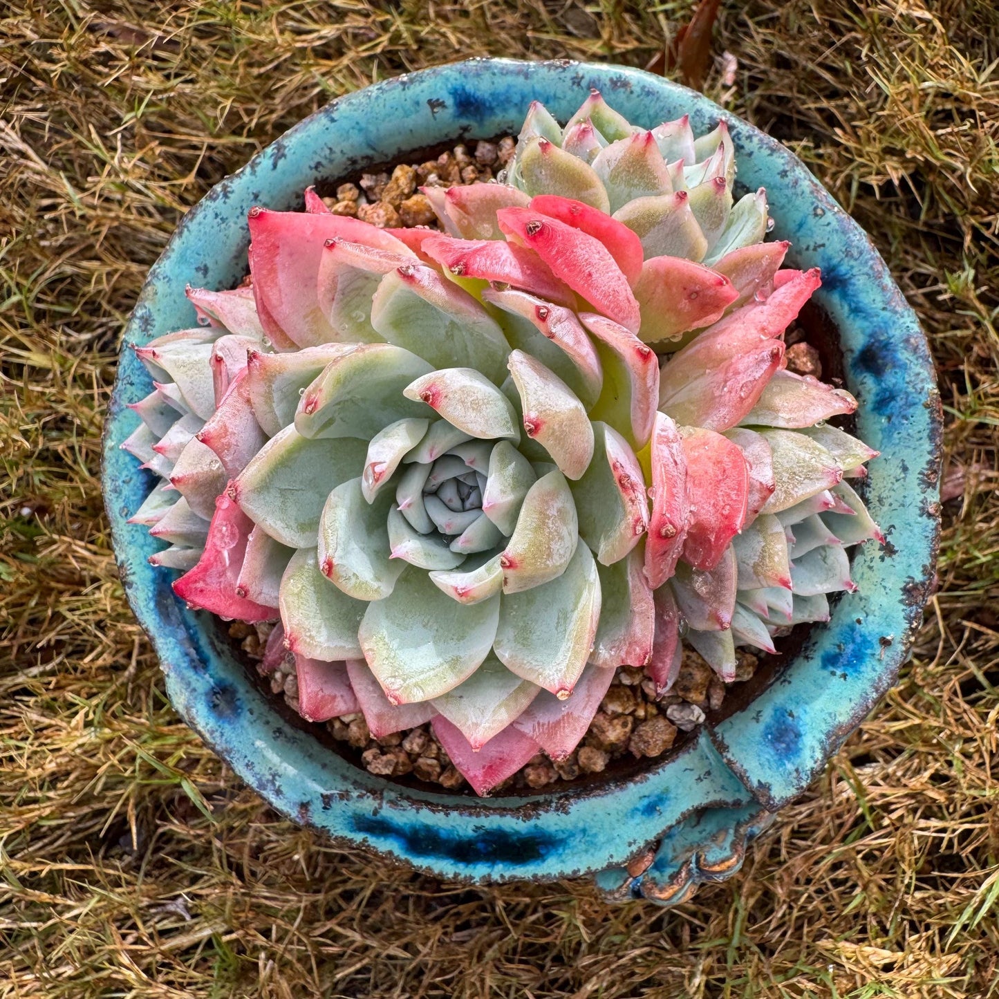 Echeveria 'Angelica sp. ' cluster, 3.9inches , succulent plant, Bare Root, Imported Rare Succulent, live plant