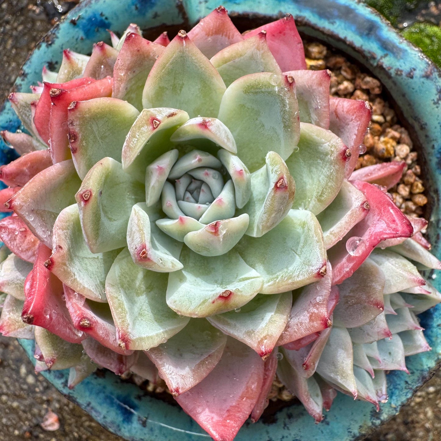 Echeveria 'Angelica sp. ' cluster, 3.9inches , succulent plant, Bare Root, Imported Rare Succulent, live plant