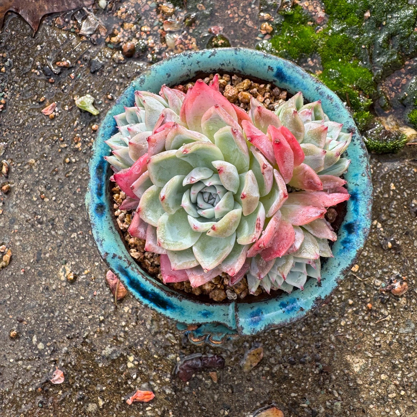 Echeveria 'Angelica sp. ' cluster, 3.9inches , succulent plant, Bare Root, Imported Rare Succulent, live plant