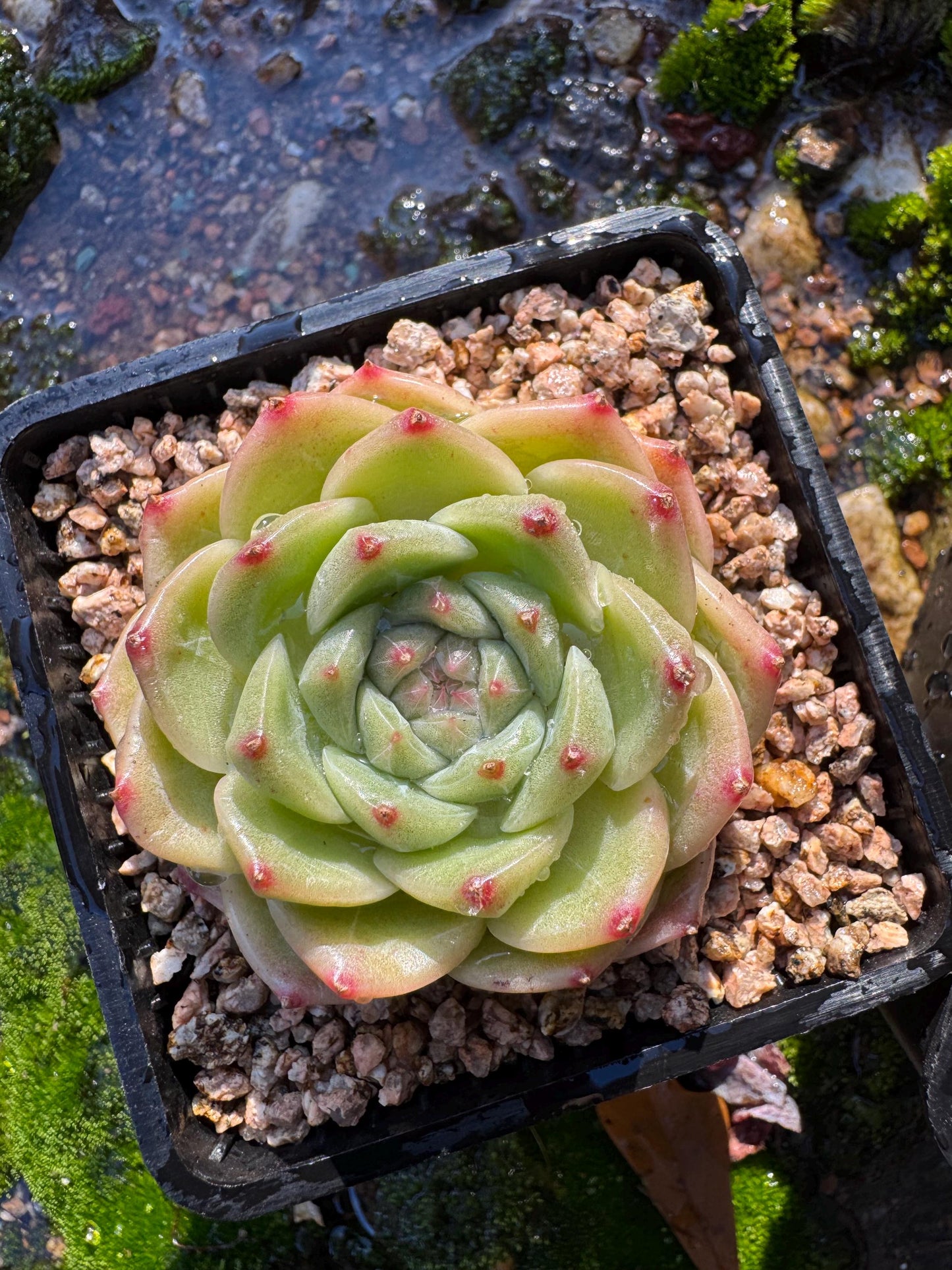 New! Echeveri' bubble Jenny ',  2 inches, single head, nice color , Bare Root, Imported Rare Succulent