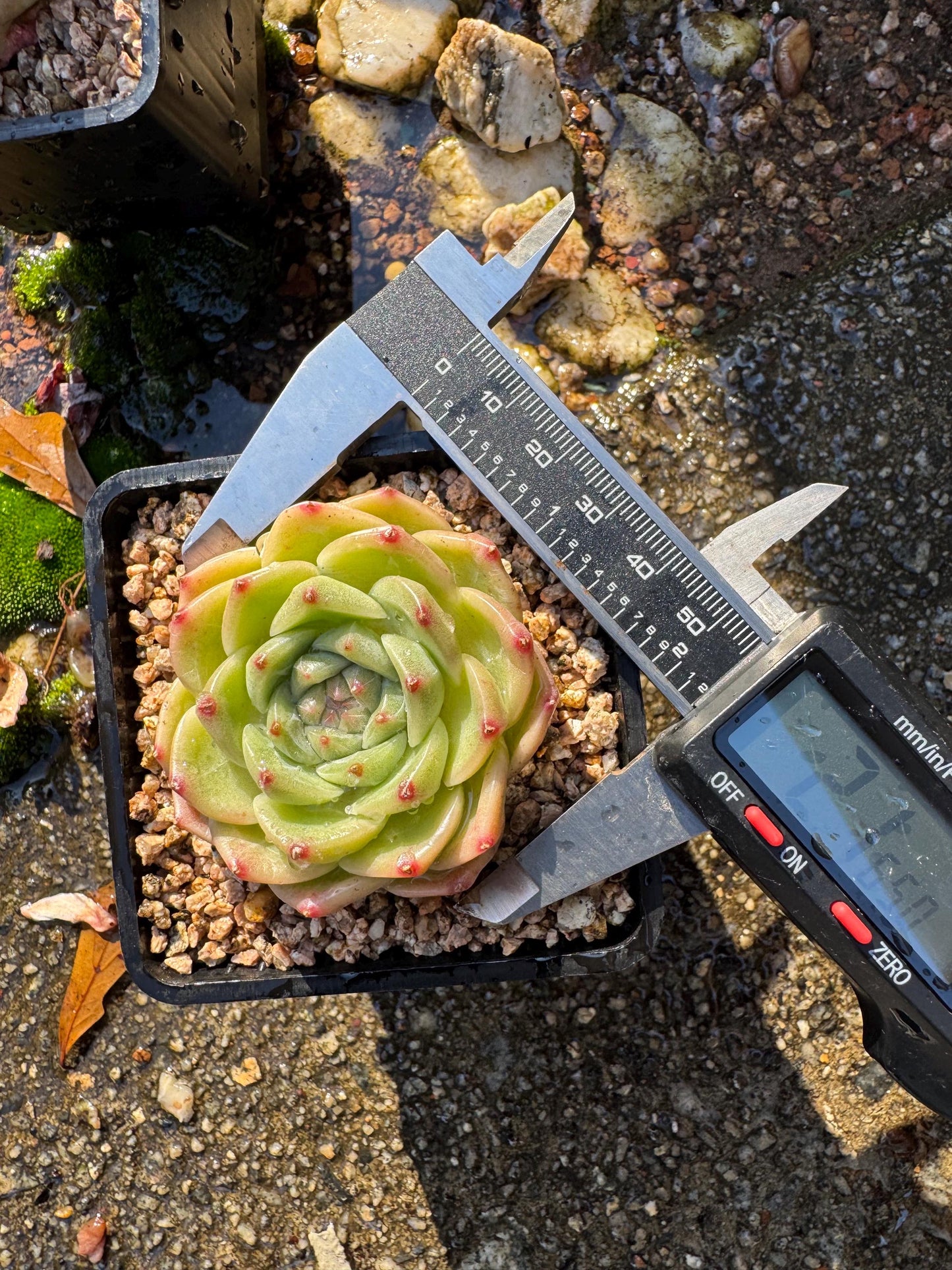 New! Echeveri' bubble Jenny ',  2 inches, single head, nice color , Bare Root, Imported Rare Succulent