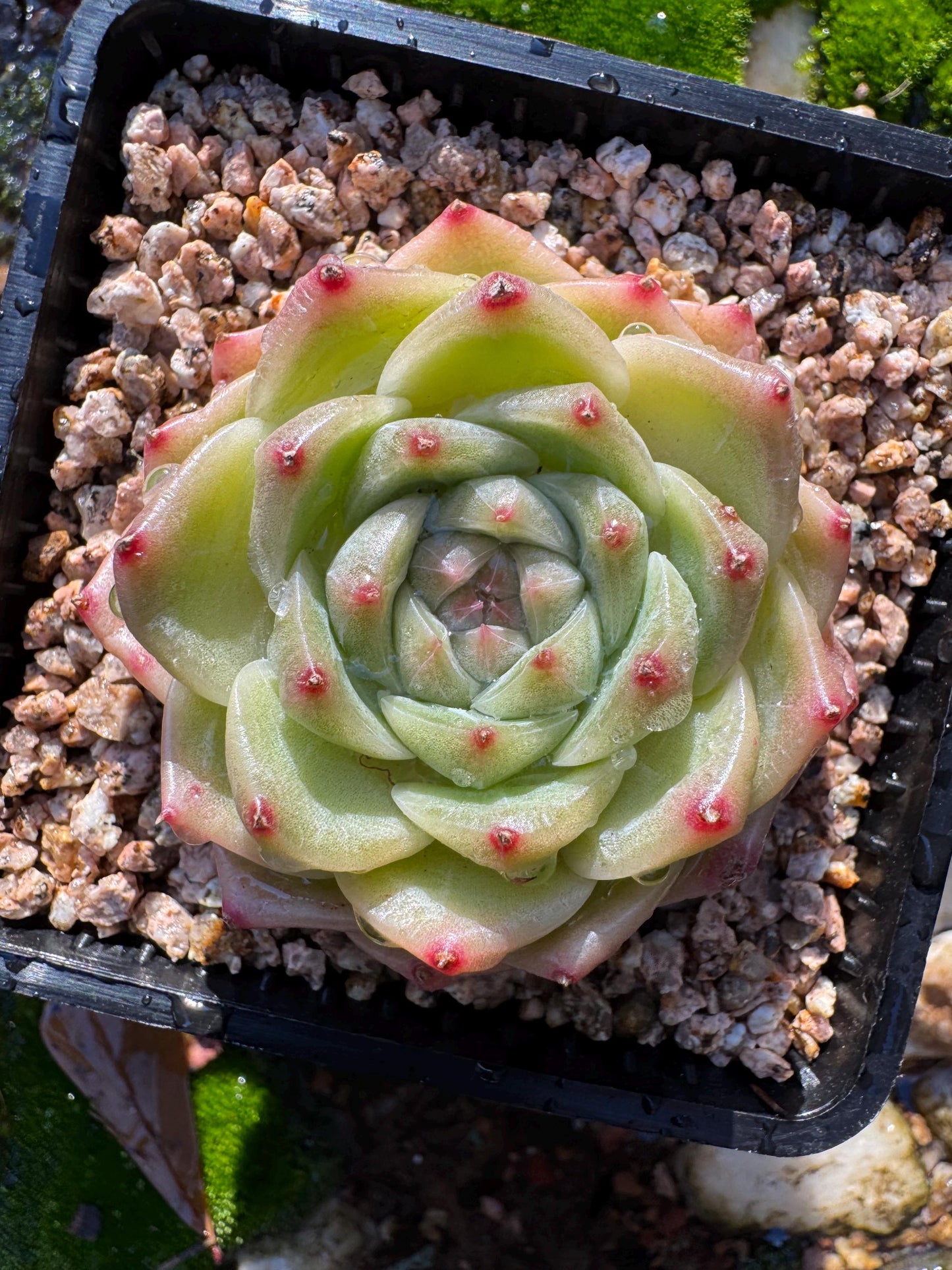 New! Echeveri' bubble Jenny ',  2 inches, single head, nice color , Bare Root, Imported Rare Succulent