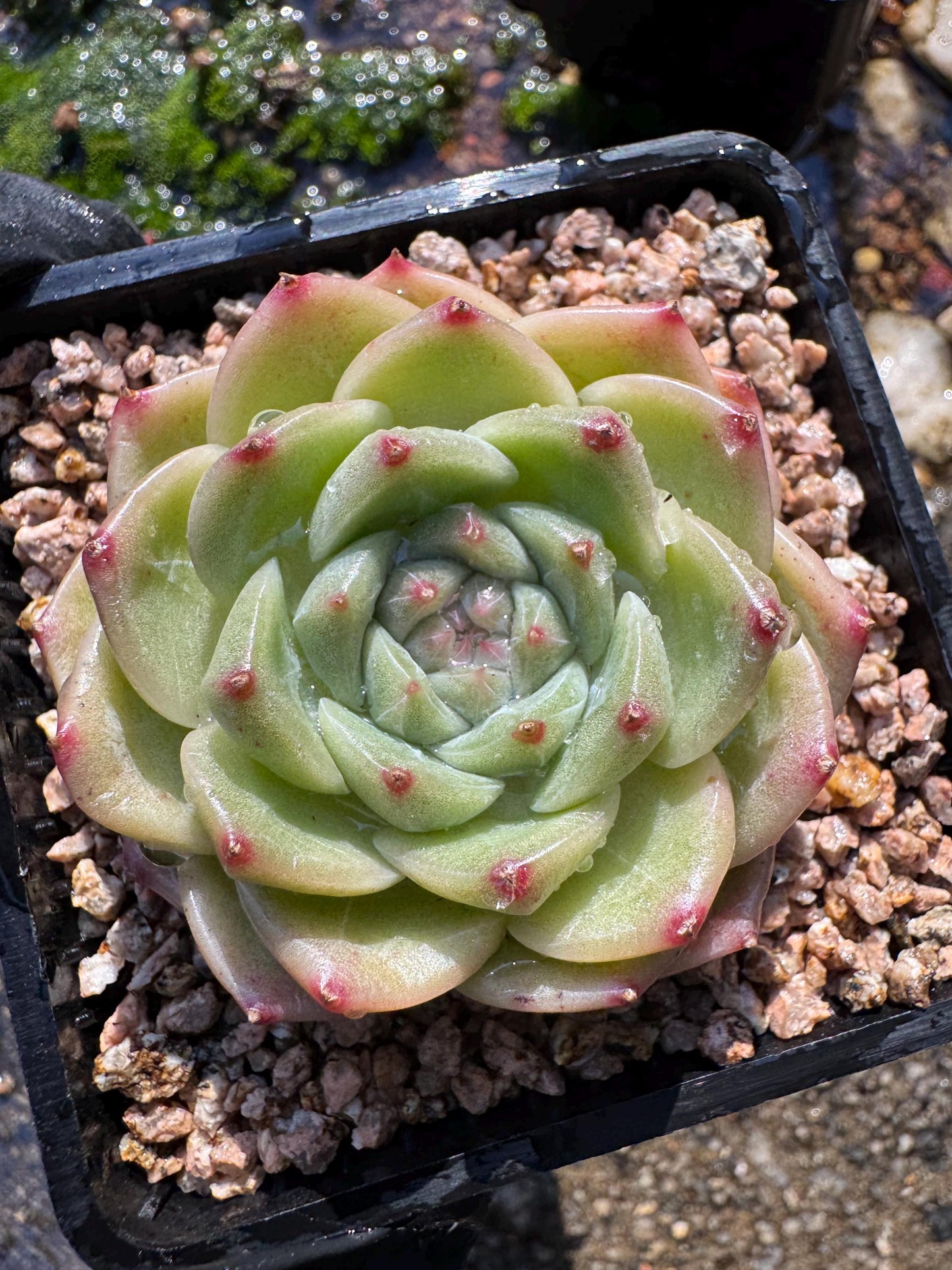 New! Echeveri' bubble Jenny ',  2 inches, single head, nice color , Bare Root, Imported Rare Succulent