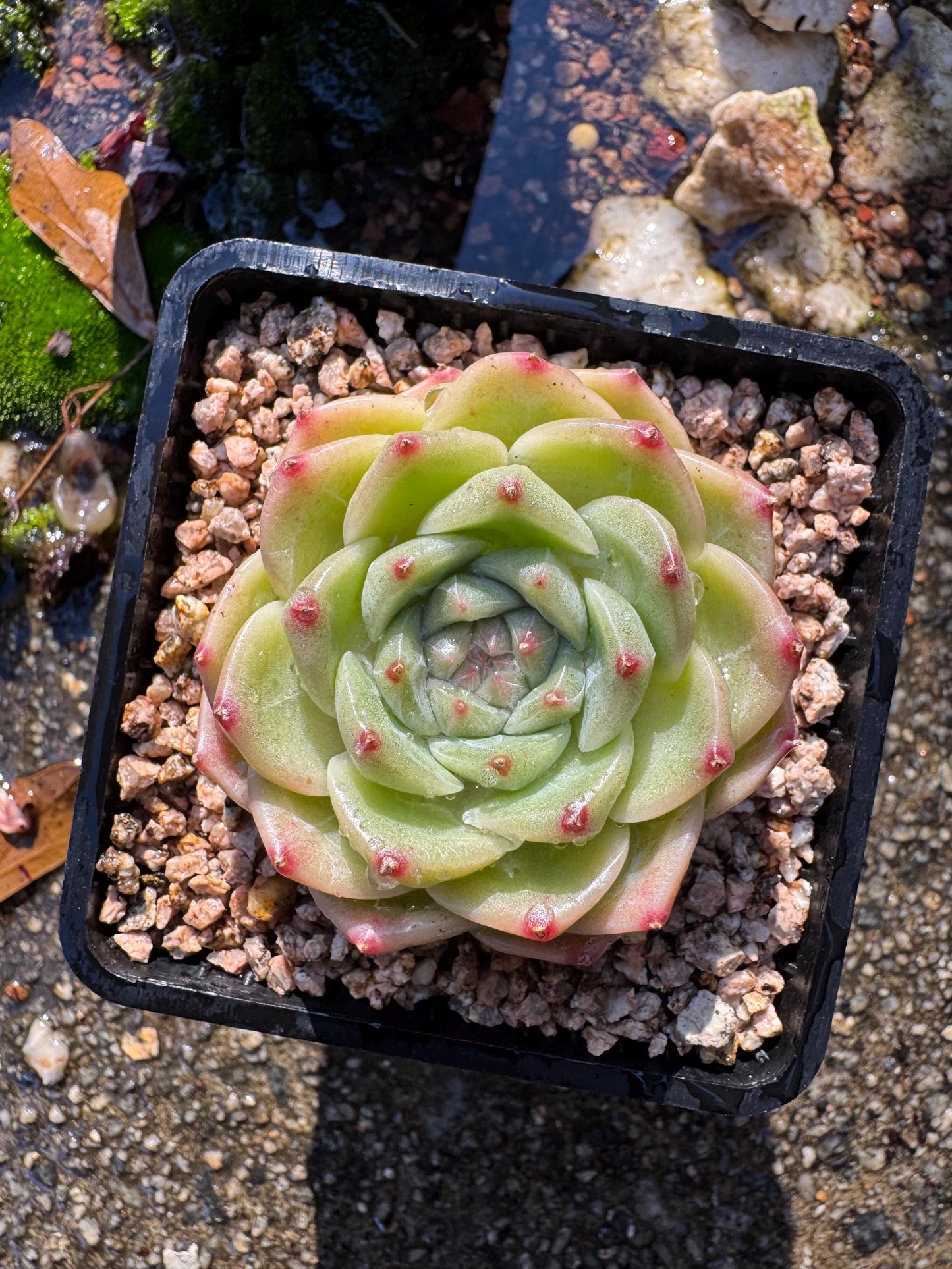 New! Echeveri' bubble Jenny ',  2 inches, single head, nice color , Bare Root, Imported Rare Succulent