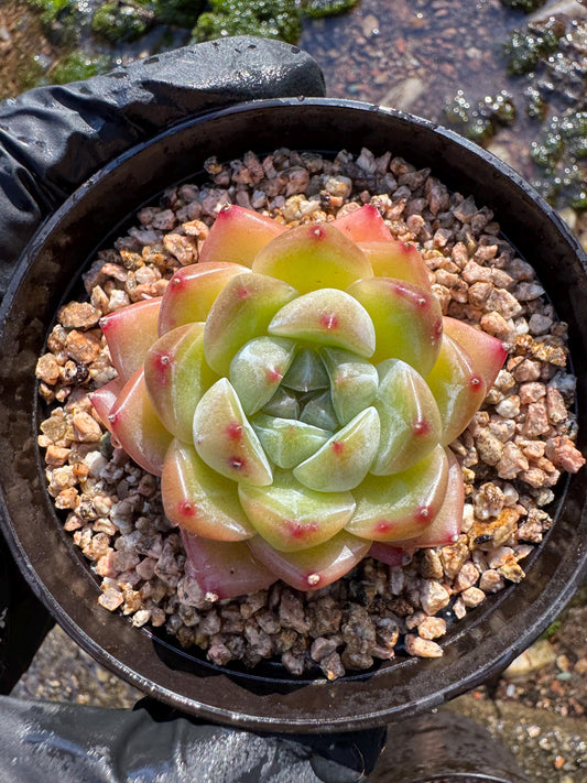 New! Echeveri' diamond Jenny ',  1.7inches, single head, nice color , Bare Root, Imported Rare Succulent