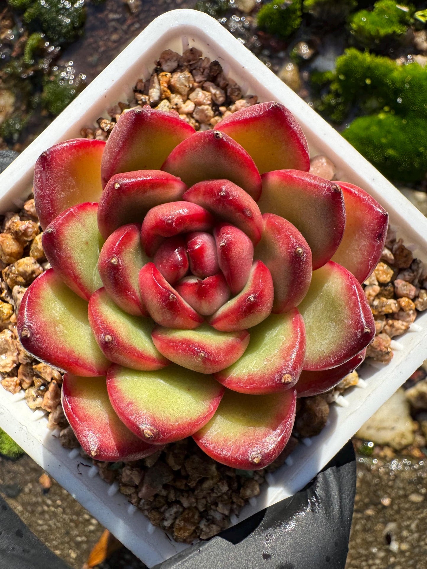 Echeveria ‘Mont Blanc’ , tiny  single head, 2inches,   nice color, great quality,  Bare Root, Imported Rare Succulent, gift