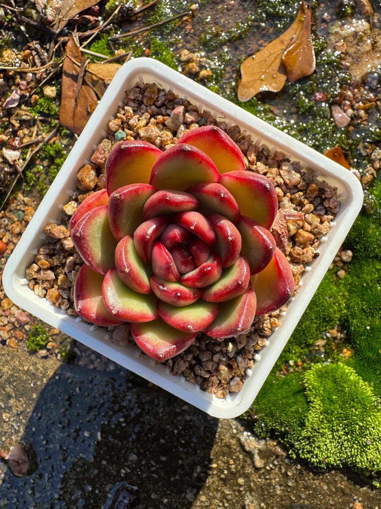 Echeveria ‘Mont Blanc’ , tiny  single head, 2inches,   nice color, great quality,  Bare Root, Imported Rare Succulent, gift