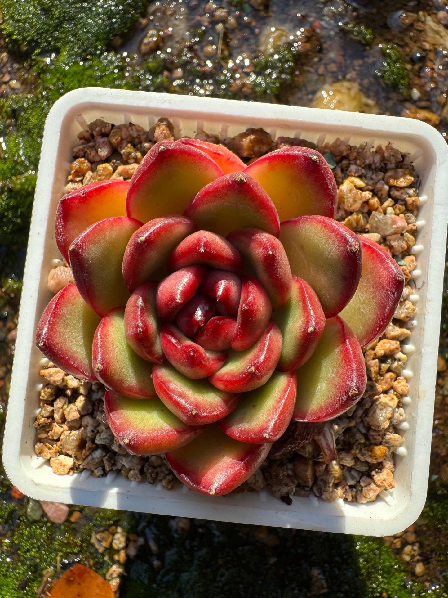 Echeveria ‘Mont Blanc’ , tiny  single head, 2inches,   nice color, great quality,  Bare Root, Imported Rare Succulent, gift