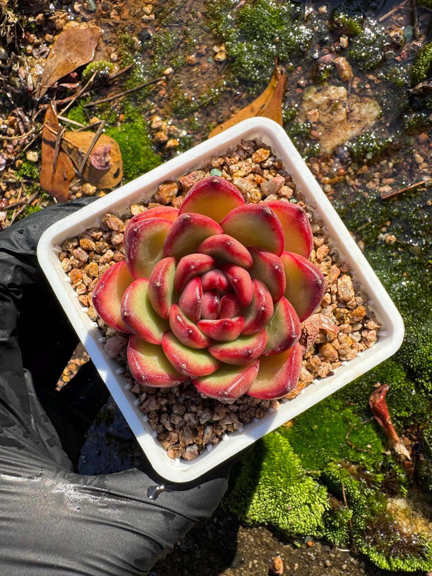 Echeveria ‘Mont Blanc’ , tiny  single head, 2inches,   nice color, great quality,  Bare Root, Imported Rare Succulent, gift