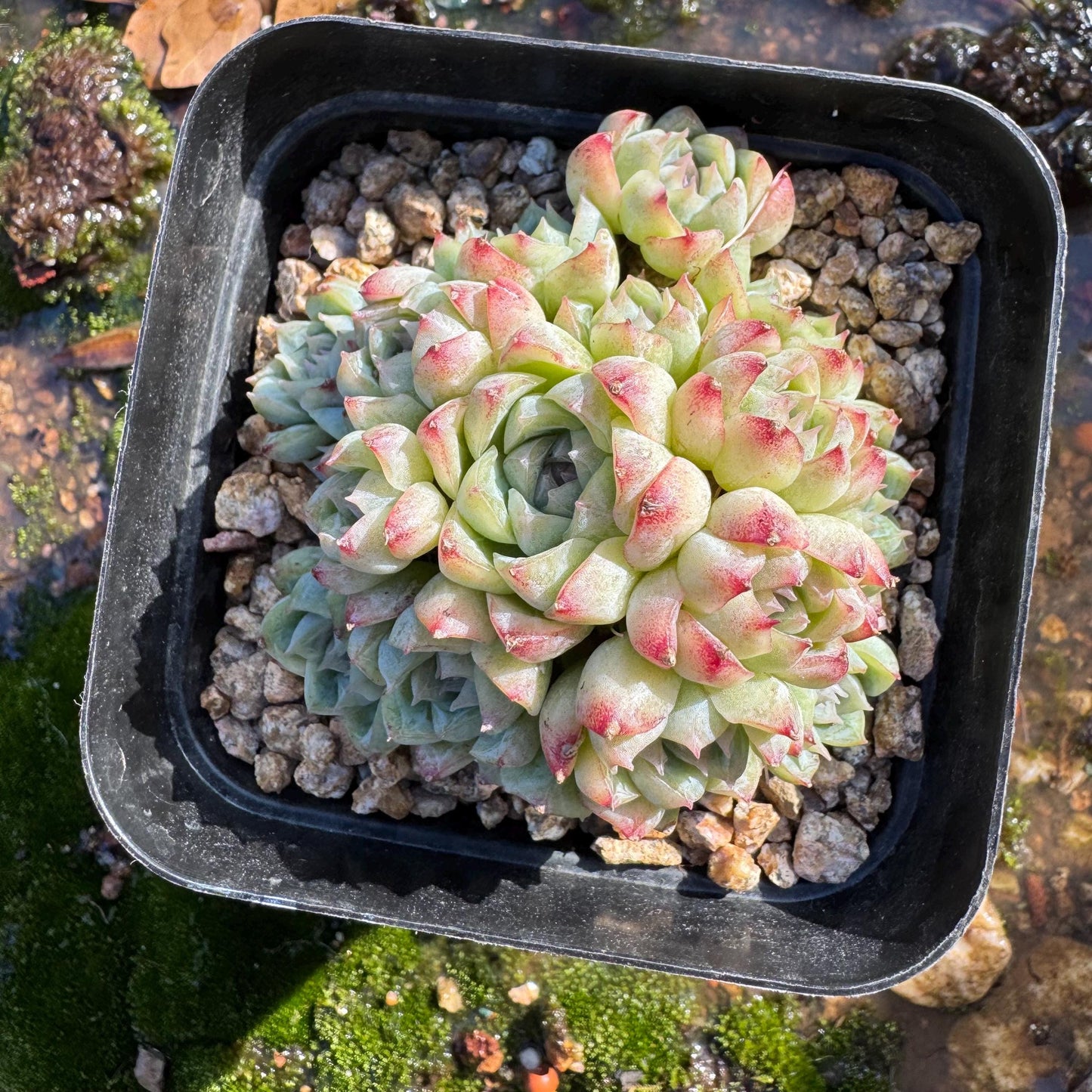 Echeveri' queen sp.' cluster, 2.5 inches, nice color , Bare Root, Imported Rare Succulent