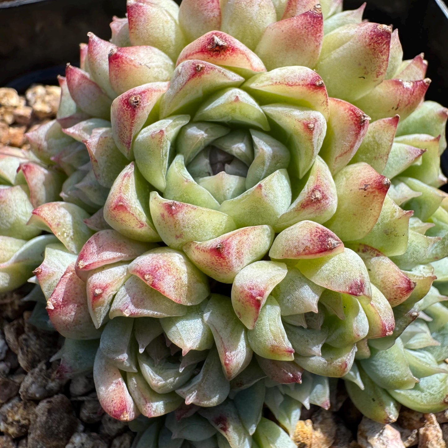 Echeveri' queen sp.' cluster, 2.5 inches, nice color , Bare Root, Imported Rare Succulent