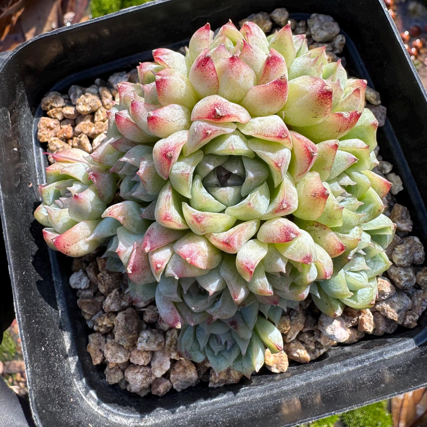 Echeveri' queen sp.' cluster, 2.5 inches, nice color , Bare Root, Imported Rare Succulent