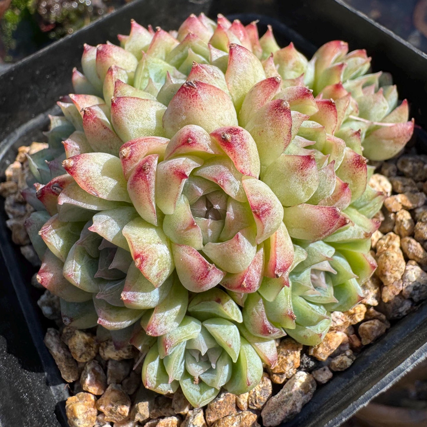 Echeveri' queen sp.' cluster, 2.5 inches, nice color , Bare Root, Imported Rare Succulent