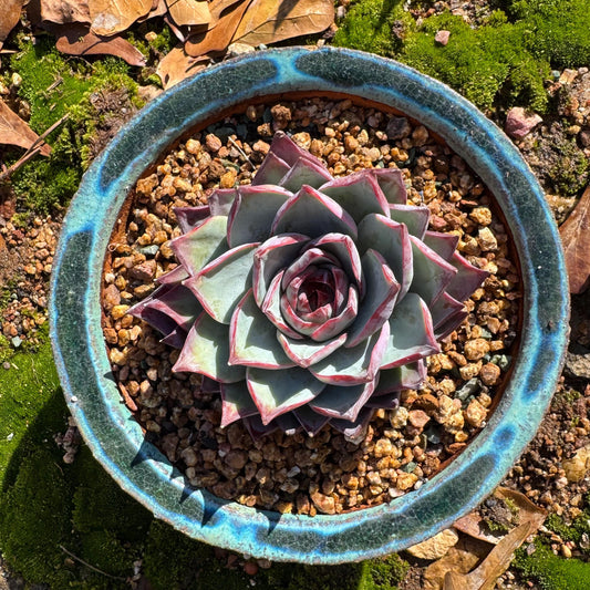 Rare succulents plants, Echeveria Agavoides 'Casio', nice color, 4inches