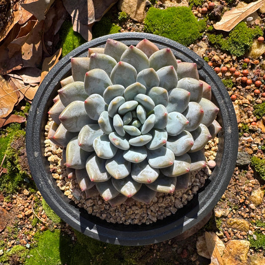 Rare succulents plants , Echeveria  ‘Snow cicada ’ , big single head,  3.9inches