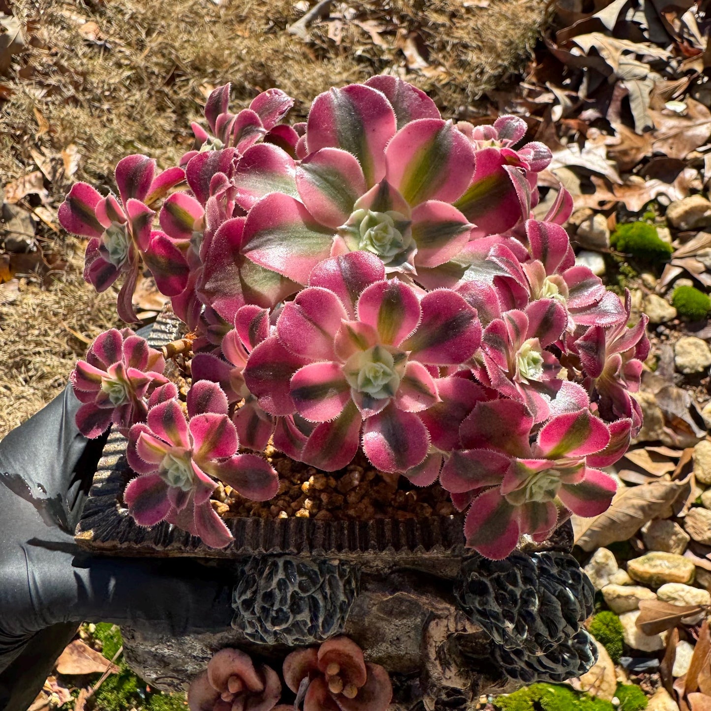 Aeonium' Pink Witch'  cluster,  4.5inches, Bare Root, Imported Rare Succulent, beautiful color, gift