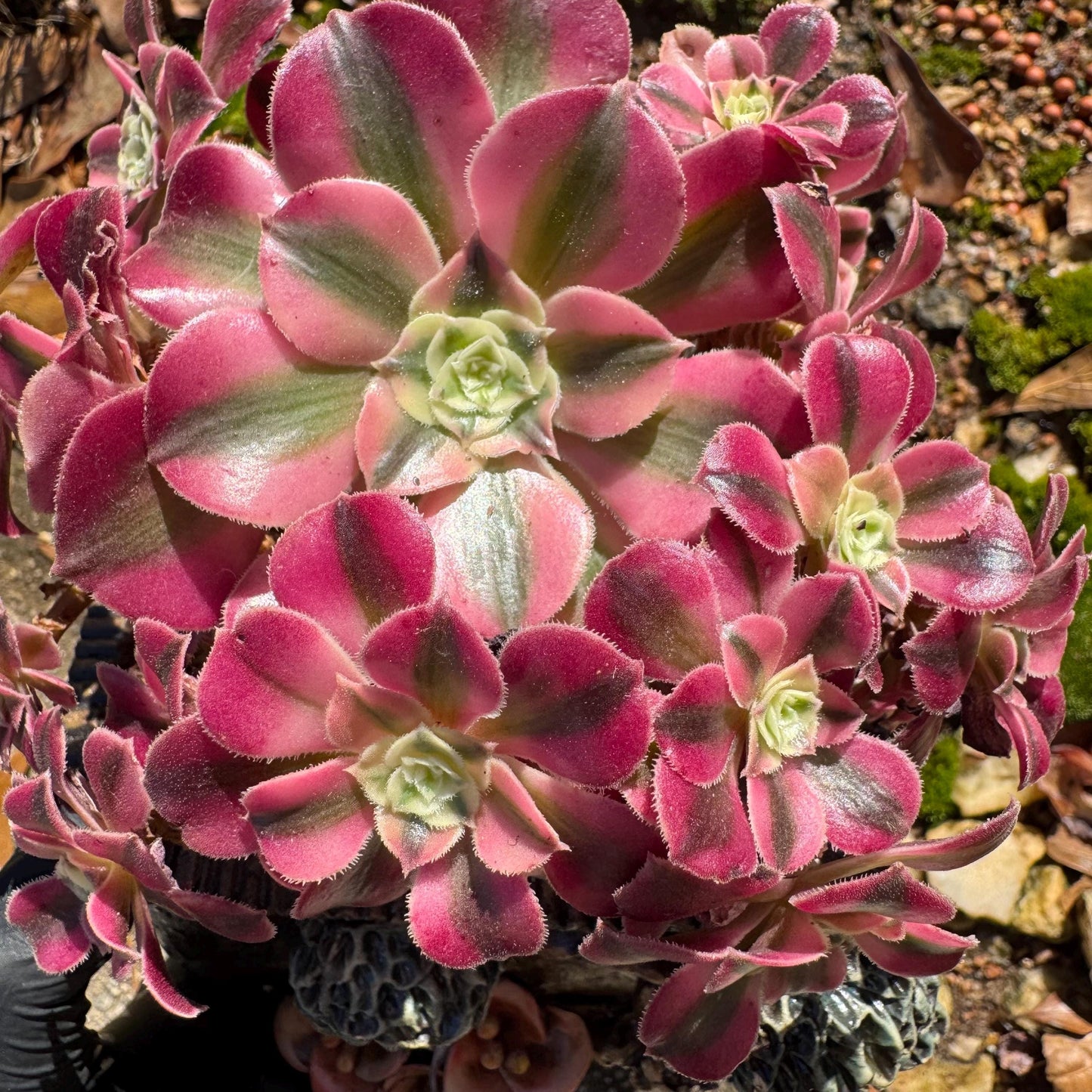 Aeonium' Pink Witch'  cluster,  4.5inches, Bare Root, Imported Rare Succulent, beautiful color, gift